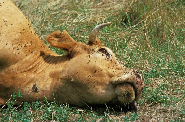 Misteri Kematian Massal Induk Sapi di Bandung Barat, Peternak Diminta Waspada