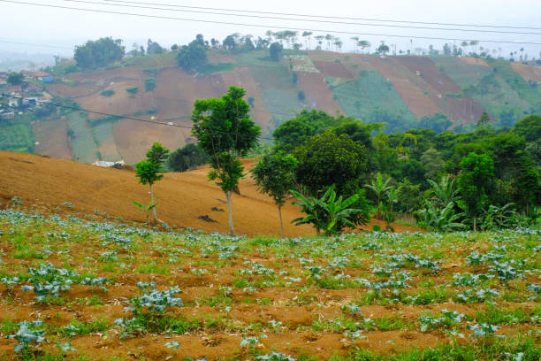 Kondisi Pertanian Awal Tahun Jadi Fokus Petani di Bandung Barat